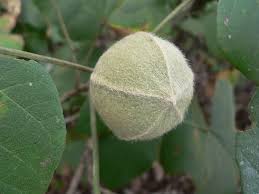 Image result for Thespesia garckeana