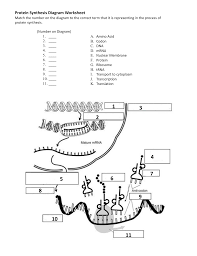 We did not find results for: Protein Synthesis Diagram Worksheet