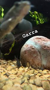 Image result for Heteromorpha sp. agg.