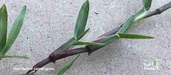 Carpetgrass ( axonopus affinis) is a creeping, stoloniferous, perennial warm season grass. Turf Finder Narrowleaf Carpet Grass Axonopus Fissifolius Turf Finder