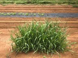 Image result for Urochloa oligotricha