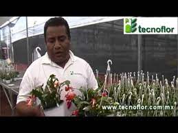 Como Cuidar El Cactus Navideno Youtube