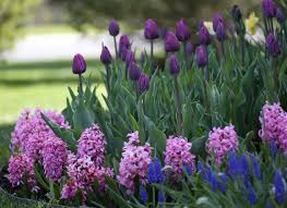 They also provide lots of color and texture in container gardens, making nice companion plants for flowering annuals. Fragrant Spring Blooming Bulbs