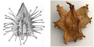 Image result for Harpagophytum zeyheri