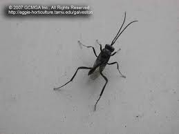 It looked smooshed between my bed and the wall so i got some tissues to pick it up/throw away. Beneficial Insects In The Garden 02 Ensign Wasp Evania Appendigaster