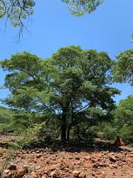 Image result for Brachystegia utilis