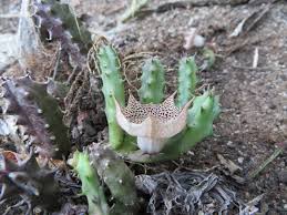 Image result for Huernia erectiloba