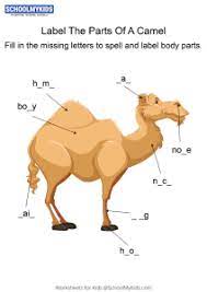 There are several groups of ungulate mammals whose weight is distributed about equally by the third and fourth toes as they move it is thought that there are about 1000 wild bactrian camels in the gobi desert in china and mongolia. Science Animal Body Parts Worksheets For Kids Free Printable Science Worksheets Schoolmykids Com