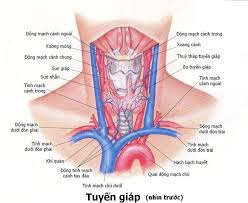 Hút thuốc lá chính là nguyên nhân cốt lõi nhất dẫn đến ung thư tuyến tụy. Ung ThÆ° Tuyáº¿n Giap Triá»‡u Chá»©ng Nguyen Nhan Va Cach Ä'iá»u Trá»‹