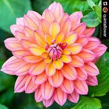 Dahlia Image In Action Dahlia Design Instagram Photos And Videos Dahlia Instagram Instagram Posts