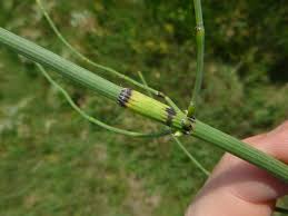 Image result for Equisetum ramosissimum