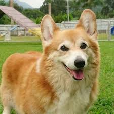 The welsh corgi is a loving and affectionate breed who will be a puppy at heart for its entire life. Pembroke Welsh Corgi