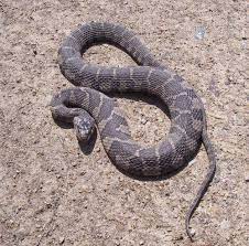 Northern Water Snake Nerodia Sipedon Snake Reptiles And Amphibians Reptile Snakes