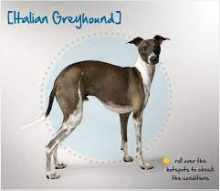 In reality, getting your first health insurance plan does not have to be daunting. Did You Know The Italian Greyhound Appears In Ancient Art Of Mediterranean Countries Dating Back Over 2 000 Y Italian Greyhound Greyhound Pet Insurance Reviews