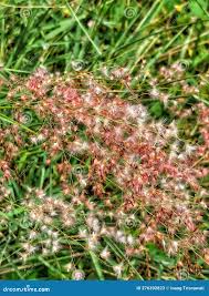 Image result for Melinis repens