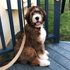 Black And White Aussiedoodle Full Grown Bernedoodle Puppy Bernedoodle Full Grown Bernedoodle For Sale Bernedoodle Heart Bernedoodle Minia Bernedoodle Puppy Bernedoodle Cute Dogs And Puppies