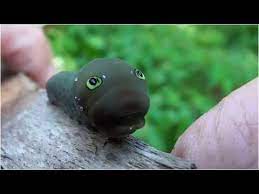 Predators see the eye spots and think that the caterpillar is a much large animal than it. Eastern Tiger Swallowtail Caterpillar Youtube