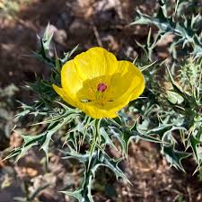 Image result for Argemone mexicana