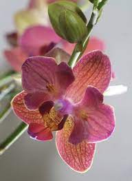 Pin By Martha Zabaleta On Botanical Beauties Orchid Flower Beautiful Orchids Amazing Flowers