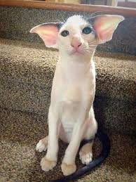 A weekly brushing will do right by the shorthaired versions of this breed, whereas longhaired orientals do better with. Kitten Bears A Striking Resemblance To Harry Potter S Dobby The Elf Cats Oriental Shorthair Cats Cute Cats