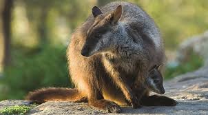 This study examined 518 individual ticks: How We Re Helping Brush Tailed Rock Wallabies High And Wild