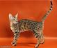 Serengeti Cat Breed | Facts, Highlights & Buying Advice ...