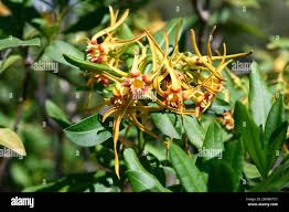Image result for Strophanthus eminii