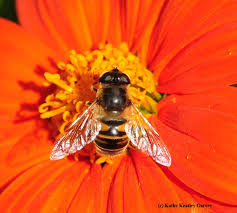 Check spelling or type a new query. How To Bee All You Can Bee Bug Squad Anr Blogs