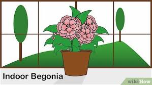 Care of begonias in pots. How To Care For A Begonia 14 Steps With Pictures Wikihow