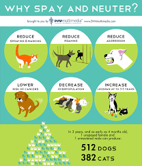 Follow these tips for a smooth transition from spay and neuter surgery to return. Tips For Spaying Neutering La Habra Vet Sunny Hills Vet