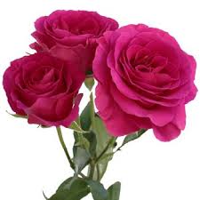 Maybe you would like to learn more about one of these? Pin On Evelyn