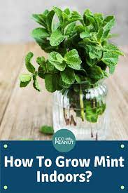 How To Grow Mint Indoors In A Pot Or Container Growing Mint Growing Mint Indoors Mint Seeds