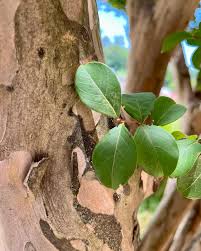 Image result for Ficus stuhlmannii