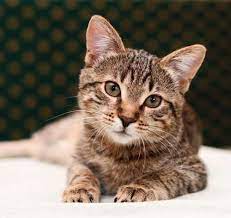 Tabby Cats 101 Colors Lifespan Personality And Fun Facts All About Cats
