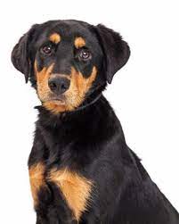 The Ultimate Guide To The Rottweiler Lab Mix Animalso