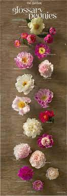 Peonies Pretty Flowers Beautiful Flowers My Flower