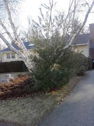 How much tree service should cost. Can I Allow A Pine Tree To Share Root Space With A Group Of Birch Trees If Not Which Should I Cut Down Gardening Landscaping Stack Exchange