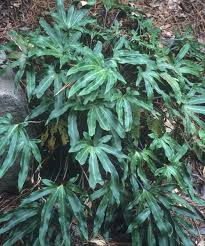 Image result for Fadogia tomentosa