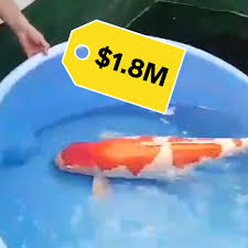 The most expensive koi fish sold in japan was worth $1.8 million in 2018. Business Insider Why Koi Fish Are So Expensive So Expensive Facebook