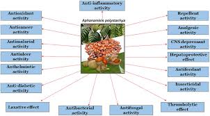 Image result for Aphanamixis