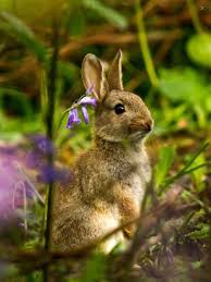 Dee On Twitter Wilde Tiere Ausgestopftes Tier Hasen Fotos