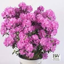 Shrub Source Rhododendron Amy Cotta Rhododendron 19 99 Http Shrubsource Com Shop All Shrubs Rhododendron Amy Cott Shrubs Front Garden Flowering Shrubs