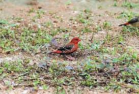 Maybe you would like to learn more about one of these? Red Avadavat Red Munia Strawberry Finch Male Avadavat Outdoor Wild Bird Wildlife Pikist