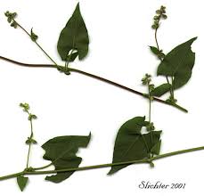 Image result for Fallopia