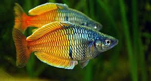 Check spelling or type a new query. Colors Look Like Sunrise On The Water Ikan Akuarium Ikan Air Tawar Ikan
