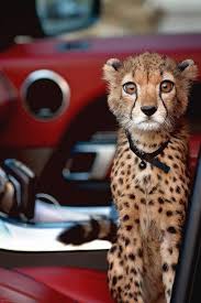 Pin Ot Polzovatelya Pizhon Rf Na Doske Nastroeniya Milye Kotiki Zhivotnye Bolshie Koshki