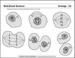 Cell cycle and mitosis worksheet. Mitosis Diagram