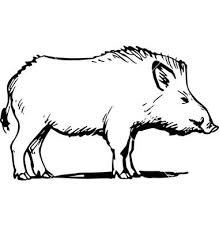 Wild Boar Vector Image On Vectorstock Wild Boar Wild Pig Boar