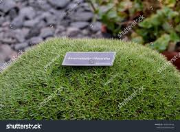 Image result for Geigeria brevifolia