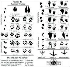 Identifying Animal Tracks Around The Farm Wild Heaven Farms